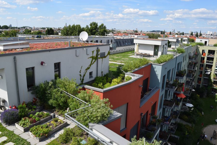 Gründach als Schutz gegen Starkregen