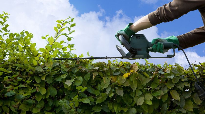 Hecke schneiden