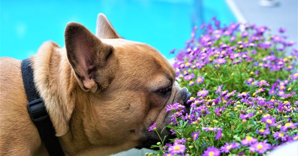 Diese Pflanzen sind giftig fr Hunde