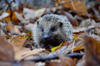 Igel im Herbstlaub
