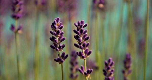 aloe oil for skin Aloe Vera Oil — Wholesale Botanics main image 0