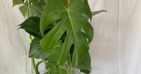 Monstera vermehren: So geht's!