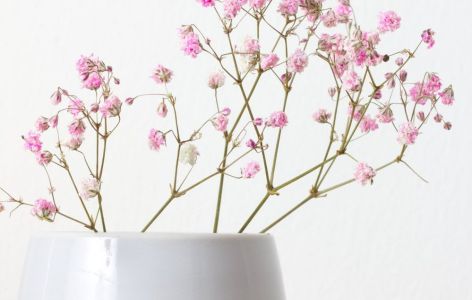 Schleierkraut in Vase als Schnittblume