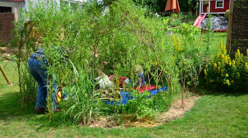 Weidentipi bauen anleitung pflanzen