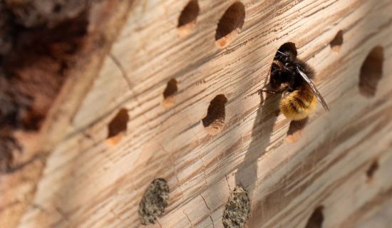 Insektenhotel mit Löchern, eine Biene krabbelt hinein