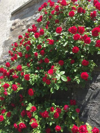 Rote Kletterrosen an Fassade