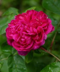 Rose de Resht