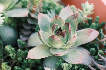 Sedum und Hauswurz