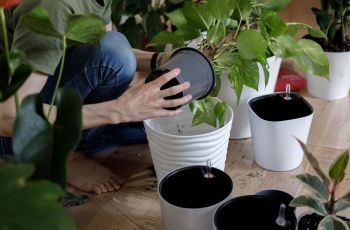Zimmerpflanzen werden umgetopft