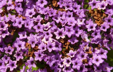 So wird der Balkon bienenfreundlich