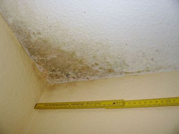 Baumangel Schimmel in Zimmerecke