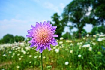 Witwenblume