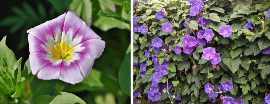 Prunkwinde Blüten