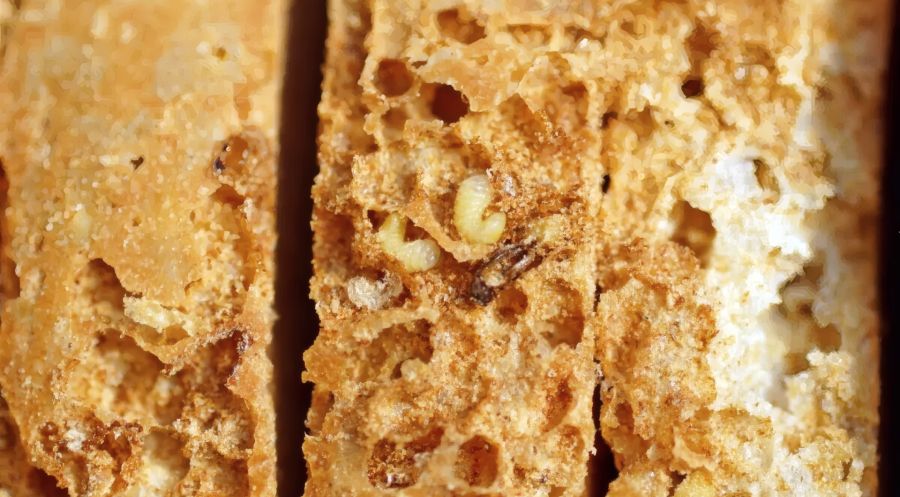 Eine Makroaufnahme zeigt zwei winzige, weißliche, engerlingartige Larven, die sich tief in die Poren einer trockenen Backware gefressen haben. Die Umgebung ist von Fraßspuren und feinem Bohrmehl gezeichnet.