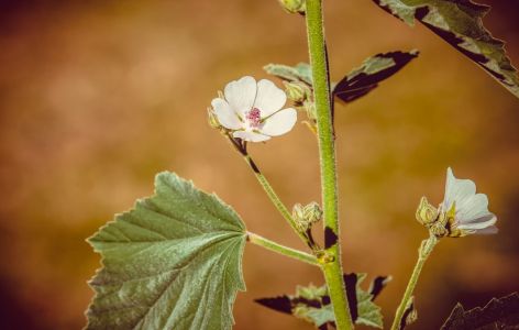Was passt zu Stockrosen? Beispiel Echter Eibisch
