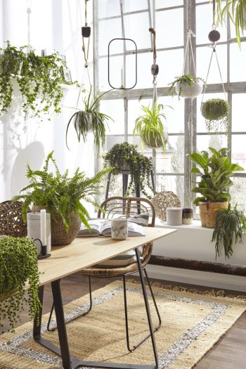 Zimmer mit vielen Zimmerpflanzen
