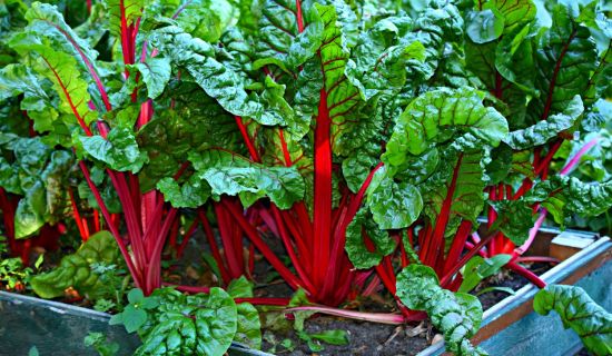 Mangold im Hochbeet