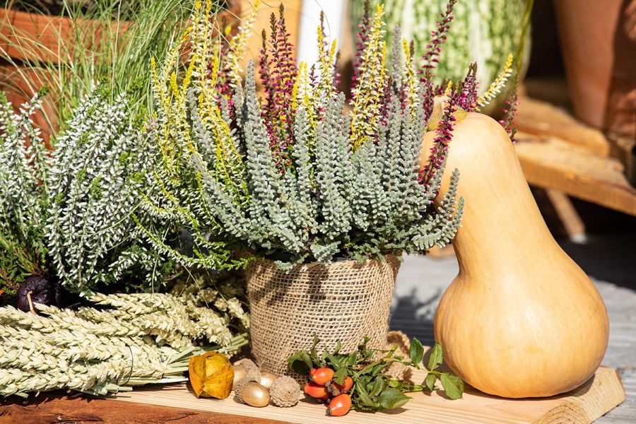 Besenheide im herbstlichen Arrangement mit Kürbis