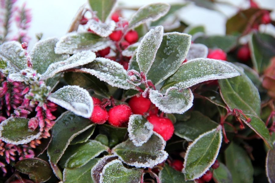 Rebhuhnbeere und Heide, mit Frost überzogen