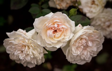 Gefüllte Rosenblüten