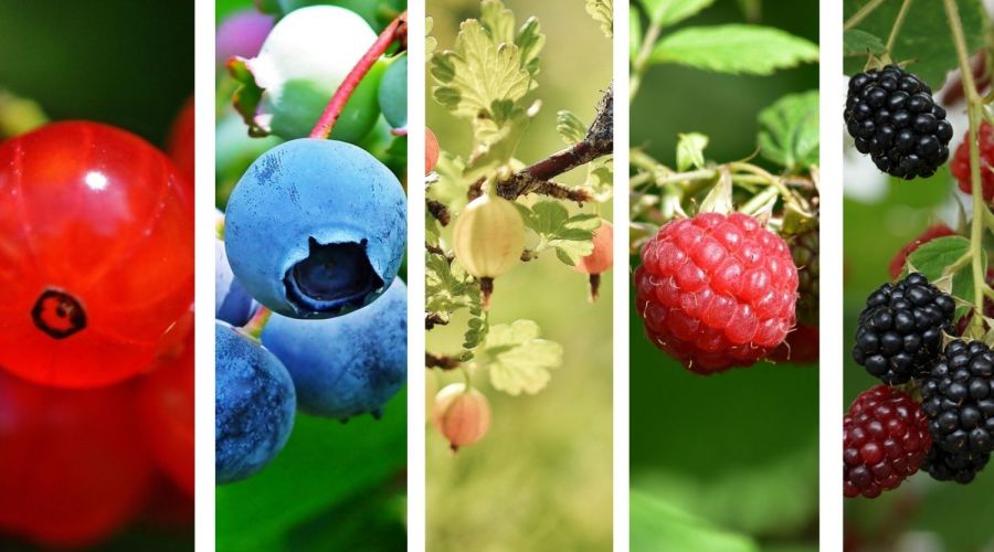 Welche Beerensträucher passen zusammen?