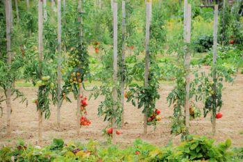 Tomaten im Gemuesebeet