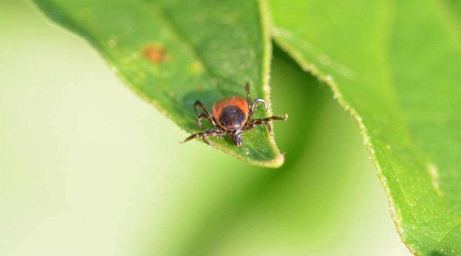 Zecke lauert auf Blatt