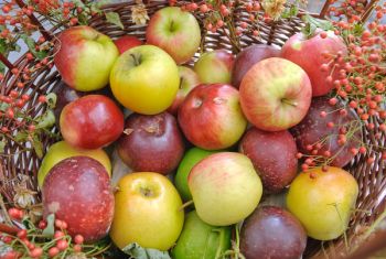 Äpfel lagern