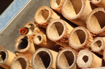 Bambusrohre im Insektenhotel