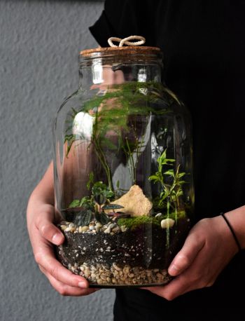 Terrarium für Zimmerpflanzen