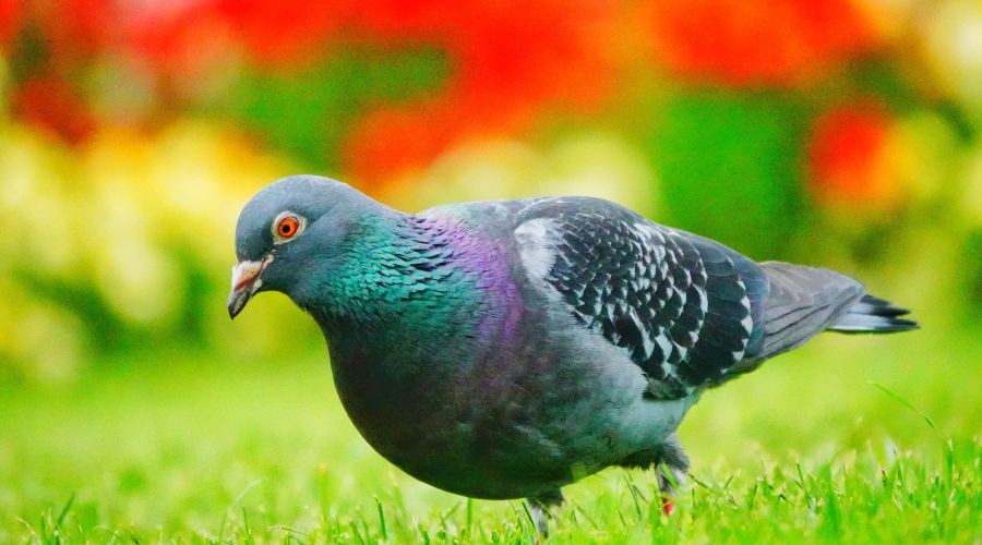 Eine dunkelgraue Stadttaube mit schillerndem grün-violettem Halsgefieder steht auf einer grünen Wiese. Im Hintergrund sind leuchtend rote und gelbe Blumen in weicher Unschärfe zu sehen.