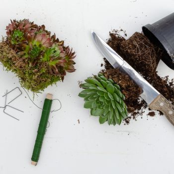 kranz mit sukkulenten sempervivum selber machen