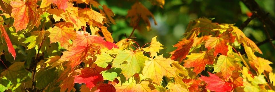Bäume für den Garten - Herbstfärbung beim Ahorn