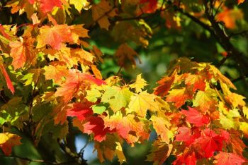 Herbstfärbung beim Ahorn