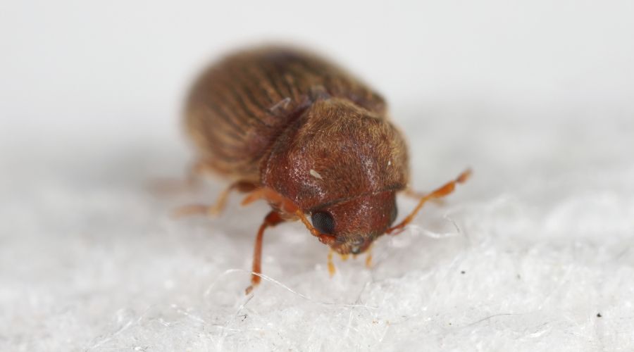 Eine extreme Makro-Frontalansicht eines Brotkäfers auf hellem Untergrund. Das Halsschild ist so weit nach vorne gezogen, dass es den Kopf fast vollständig wie eine Kapuze verdeckt, während die dunklen Augen und die Fühleransätze knapp darunter sichtbar si