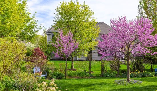 Ein gepflegter Hausgarten im Frühling mit saftig grünem Rasen und einem Einfamilienhaus im Hintergrund. Im Mittelpunkt stehen zwei kleinere Bäume mit leuchtend rosafarbenen Blüten neben einem höher gewachsenen Laubbaum mit frischem, hellgrünem Austrieb. L