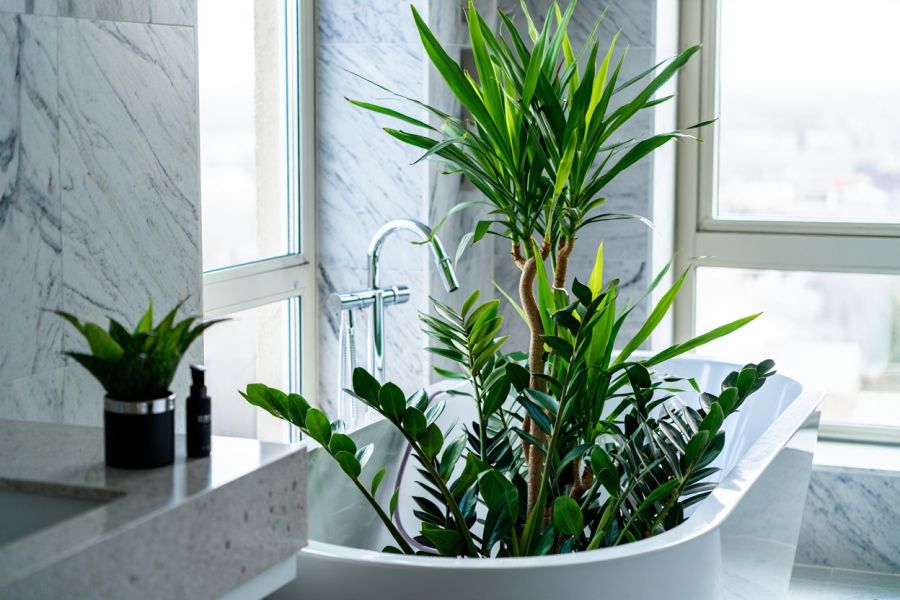Mehrere große, grüne Zimmerpflanzen, darunter eine Yucca-Palme und eine Glücksfeder, stehen in einer modernen, freistehenden weißen Badewanne. Diese Methode dient als Notlösung zur Bewässerung während kurzer Abwesenheiten von wenigen Tagen.