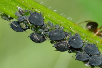 Blattläuse saugen an Pflanzenstängel