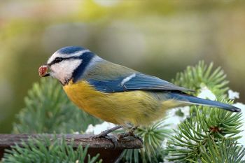 Blaumeise mit Futter im Schnabel