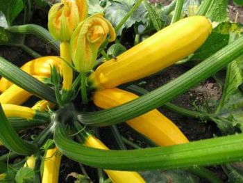 Starkzehrer Zucchini