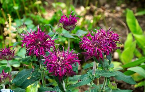 Bienenfreundlicher Balkon