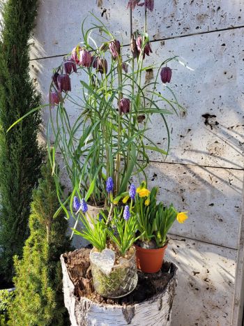 Osterdeko Schachbrettblume Narzissen Traubenhyazinthen Hyazintern Arrangement auf Baumstumpf Baumstamm Hauseingang