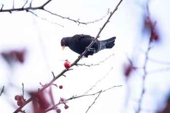 Amsel sitzt in mit Dornen besetzter Vogelschutzhecke