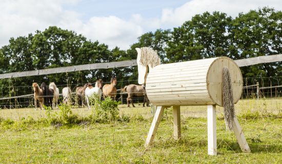 Pferd schaut auf eine Wiese zu anderen Pferden