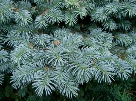 Detailaufnahme der Zweige einer Zwerg-Blaufichte 'Glauca Globosa'. Die kurzen, stacheligen Nadeln schimmern in einem intensiven, silbrig-blauen Farbton und stehen dicht rund um die Triebe. Am unteren Bildrand ist dunkleres Grün einer benachbarten Bepflanz