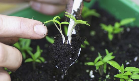 Man sieht eine Hand, die mit einem Löffel aus einem Pflanzgefäß einzelne Pflanzen mit der umgeben Erde um die Wurzeln herauszieht