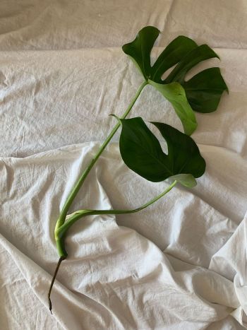 Ableger von Monstera