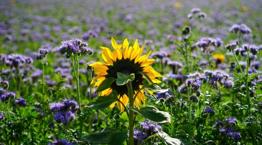 Sonnenblume mit Phacelia