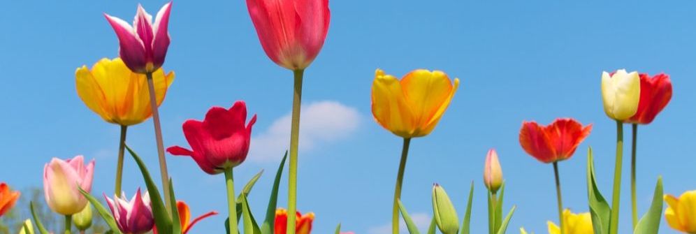 Tulpen