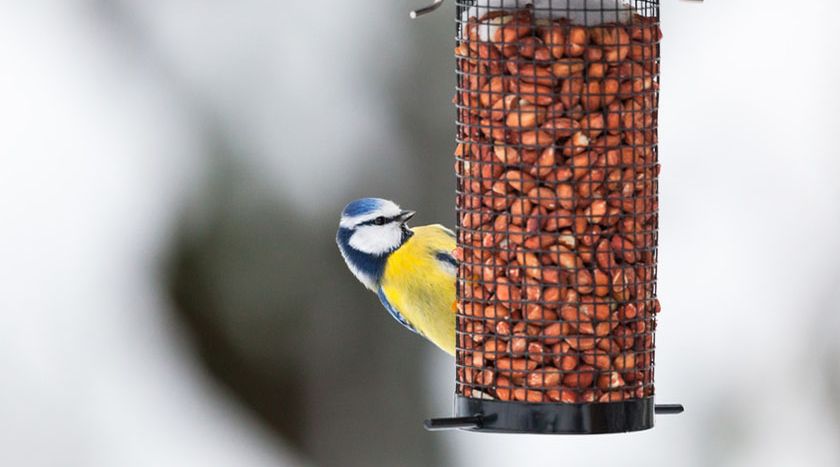 Blaumeise an Futterspender